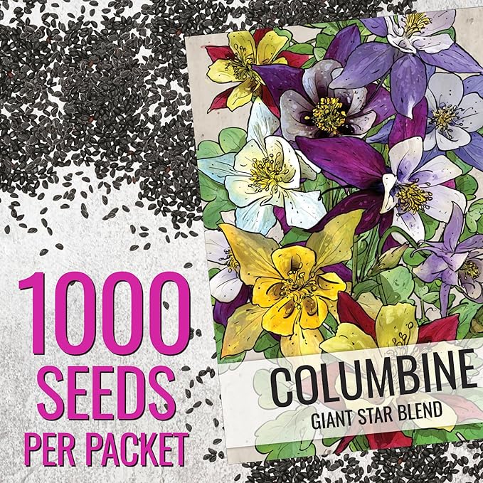 Seed Needs Giant Star Columbine Seeds for Planting Mckana's Mixture - Heirloom & Open Pollinated Colorful Flowers That Attract Pollinators/Butterflies (2 Packs)