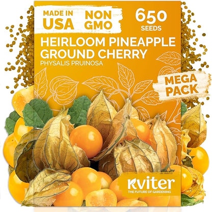 KVITER 650 Aunt Molly Ground Cherry Seeds for Planting (Physalis pruinosa) – Non GMO & Heirloom Pineapple Ground Husk Cherry Tomatoes, Organic Fruit Seeds – Tropical Flavor Berries