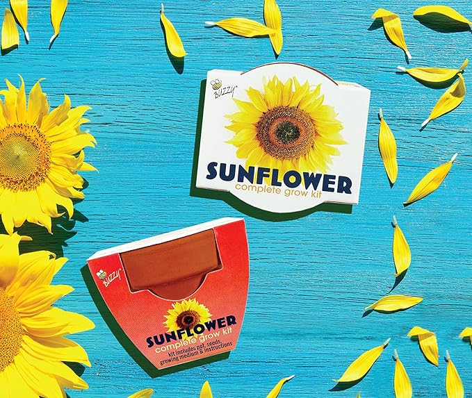 BUZZY Seeds 12-Pack Sunflower Mini Grow Pots – All-in-One Terracotta Flower Starter Kit with Growing Medium, DIY Gardening, Wedding and Shower Favors