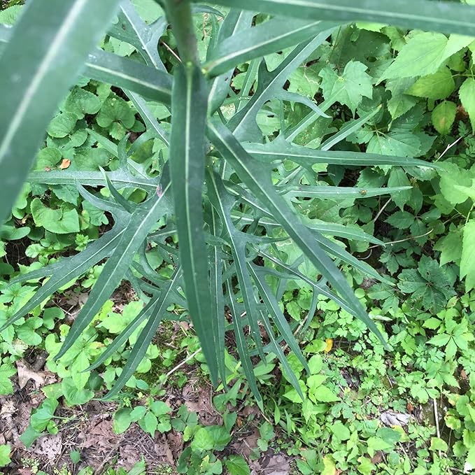 Palm Beach Medicinal Herbs - Wild Lettuce (Lactuca virosa) - Packet of 50 Seeds