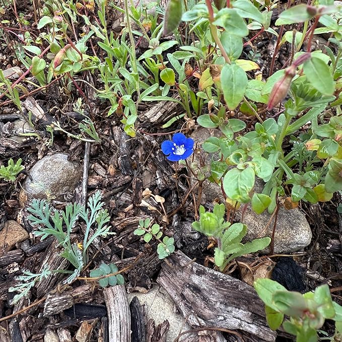 Plant Good Seed California Native Wildflower Mix Seeds for Planting: Easy to Grow Annual Flowers, Poppy, Tidytips, Lupine, Clarkia, Phacelia - 30,000 Seed Packet