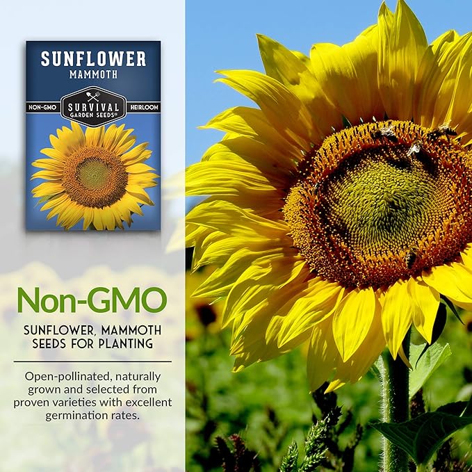 Mammoth Sunflower Seeds for Planting | Giant 12 ft Plants with Edible Seed Harvest – Heirloom Non-GMO – Survival Garden Seeds (1 Pack)