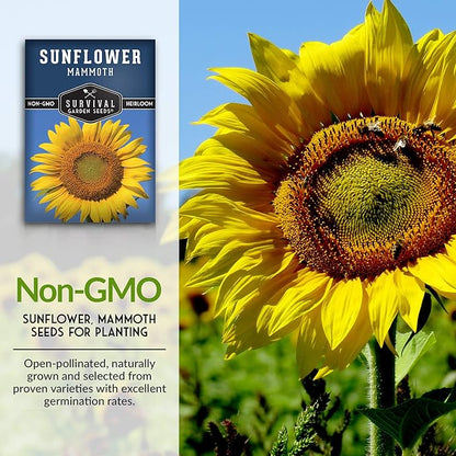 Mammoth Sunflower Seeds for Planting | Giant 12 ft Plants with Edible Seed Harvest – Heirloom Non-GMO – Survival Garden Seeds (1 Pack)