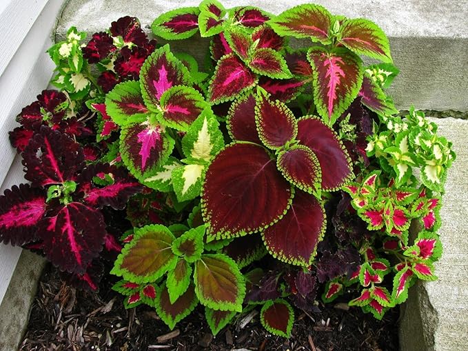 Seeds Coleus Exotic Mix/Perennial Flowers