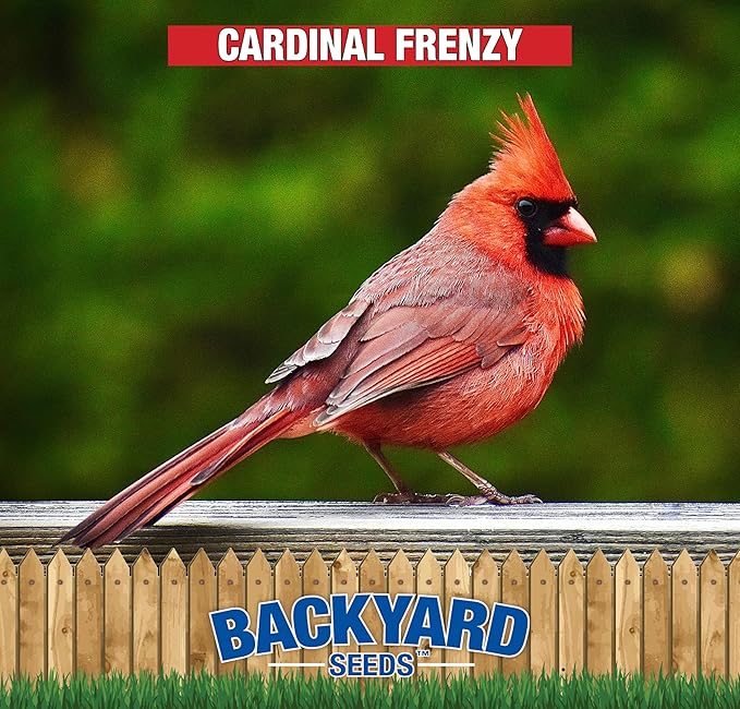 CountryMax Backyard Seeds Cardinal Frenzy Bird Seed Mix 15lbs - Premium Black Oil Sunflower & Safflower, Medium Bag of Wild Bird Food