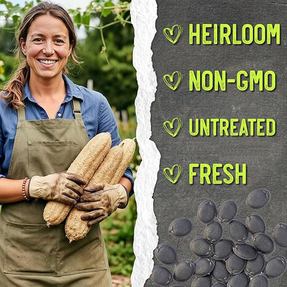 Seed Needs Luffa Seeds for Planting Loofah Sponge Gourds - Non-GMO Heirloom & Untreated Veggie Seed to Plant a Home Grown Outdoor Vegetable Garden (2 Packs)