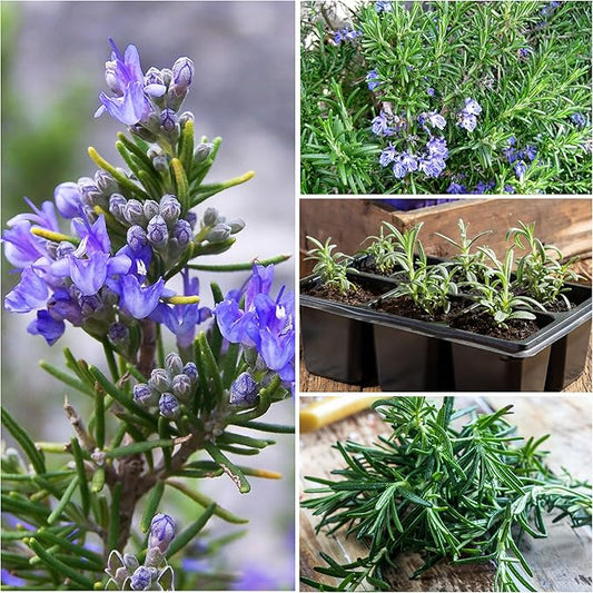 Seed Needs Rosemary & Sage Seeds for Planting Fresh Kitchen Herbs - Non-GMO Heirloom & Untreated Perennial Herb Seed to Plant a Culinary Garden Indoors or Outdoors (2 Packs)