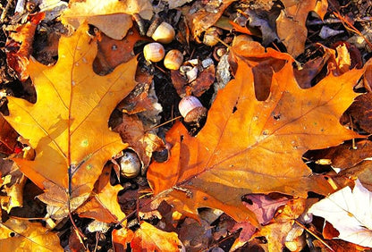 TomorrowSeeds - Red Oak Tree Seeds - 15+ Count - for 2026 Planting Quercus Rubra Borealis American Leaf Purple Maple Northern Virginia Birch Beech Acorn Landscape Trees Perennial Grow Your Own Home