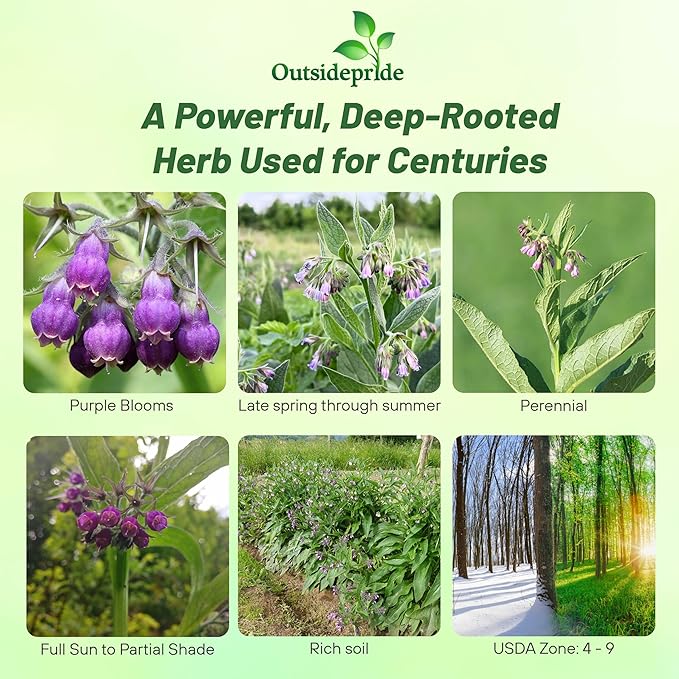 Outsidepride Comfrey Seeds - 200 Pcs. Perennial, Drought-Tolerant & Low Maintenance, Herb Seeds for Planting Tall, Vibrant Bell-Shaped Purple Blooms for Versatile Uses & Pollinator Gardens