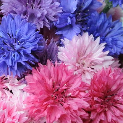 TomorrowSeeds - Cotton Candy Mix Tall Bachelor Button Seeds - 3000+ Count - for 2026 Planting Centaurea Multicolor Heirloom Tall Cornflower Flower Bouquet Edible Boutonniere Basket Corn Grow Your Own
