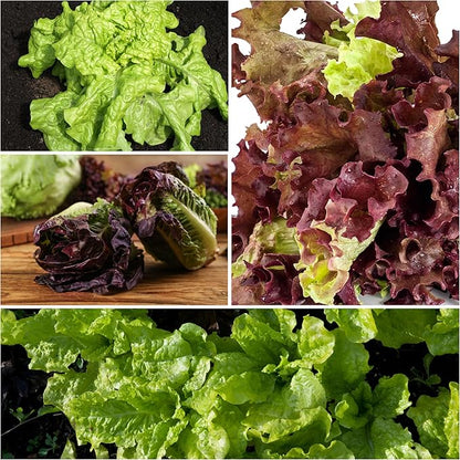 Seed Needs Lettuce Seeds for Planting - Non-GMO Heirloom & Untreated - Grow a Home Grown Outdoor Garden or an Indoor Hydroponics Garden - Homestead Sampler Kit (14 Packs)