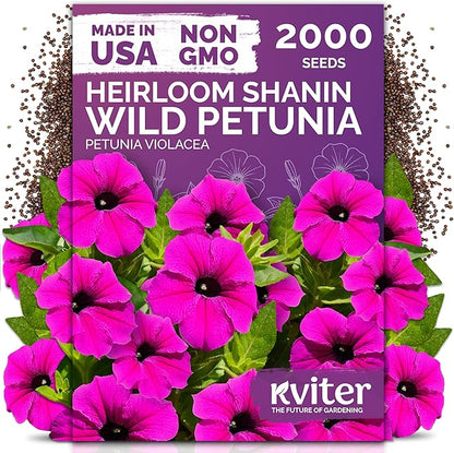 KVITER 2000 Shanin Wild Petunia Seeds for Planting (Pеtuniа viоlacea) – Violet Petunia Seed Packets Bulk – Annual Purple Flower Seeds to Plant Outside in Hanging Baskets, Flower Garden, Containers