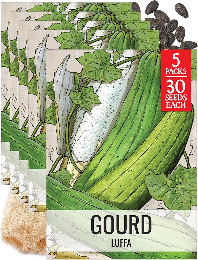 Seed Needs Luffa Seeds for Planting Loofah Sponge Gourds - Non-GMO Heirloom & Untreated Veggie Seed to Plant a Home Grown Outdoor Vegetable Garden (5 Packs)