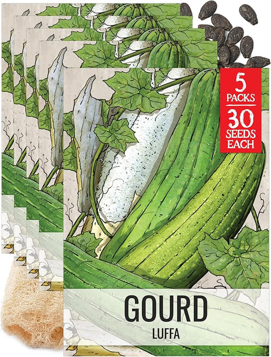 Seed Needs Luffa Seeds for Planting Loofah Sponge Gourds - Non-GMO Heirloom & Untreated Veggie Seed to Plant a Home Grown Outdoor Vegetable Garden (5 Packs)