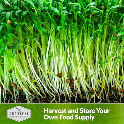 Cilantro Microgreen Seeds for Planting – Non-GMO Heirloom Cilantro Seeds to Grow Fresh, Flavorful Microgreens – Indoors or Hydroponic – Fast Germination– Survival Garden Seeds (53 Packs)
