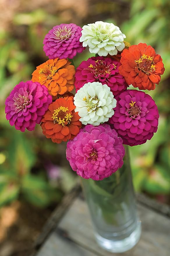Burpee Cut & Come Again Zinnia Seeds 375 seeds