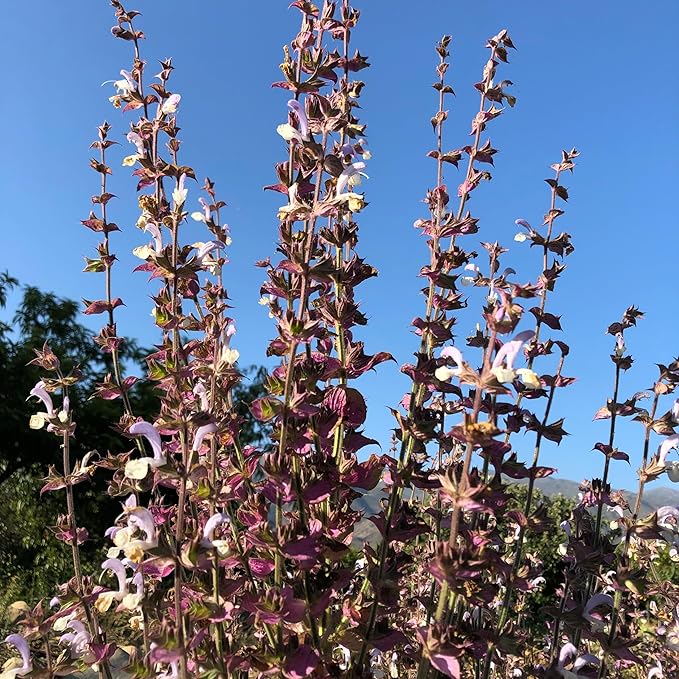 Plant Good Seed Organic Clary Sage Seeds for Planting: Herb for Cosmetics, Fragrant Purple Flowers - 50 Seed Packet