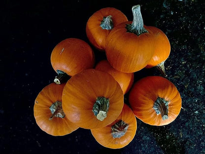 Park Seed Wee-B-Little Pumpkin Seeds – Non-GMO, AAS-Winning Mini Pumpkins for Painting, Carving & Baking, Compact Semi-Bush Vines, Deep Orange Skin, Pack of 25