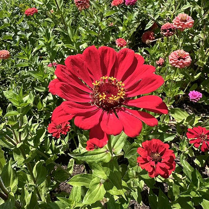 Plant Good Seed Organic Red Zinnia Seeds - Pack of 100, Heirloom Seeds for Planting Flowers - Gardening Supplies, Wildflower, Herb Garden, Flower Seeds to Plant Outside - from USA