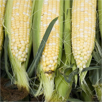 Seed Needs Peaches and Cream Sweet Corn Seeds | 230+ Seeds Non GMO Hybrid Untreated Bicolor Sweet Corn | White and Yellow Mixed Kernals Garden Summertime Favorite | 1.5 Ounce Bulk Package