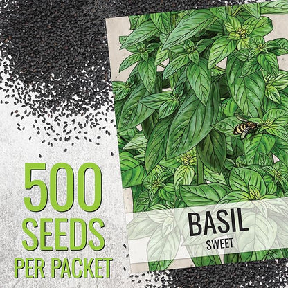 Seed Needs Genovese Basil/Lemon Basil Seeds for Planting Fresh Kitchen Herbs - Non-GMO Heirloom & Untreated Annual Herb Seed to Plant a Culinary Garden Indoors or Outdoors