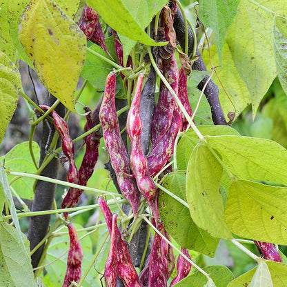 Organic Pinto Bean Seeds - USDA Organic, Non-GMO, Open Pollinated, Heirloom, USA Origin (5 Packets - 100 Grams - Approx 180 Seeds)
