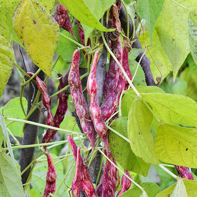 Purely Organic Pinto Bean Seeds - USDA Organic, Non-GMO, Open Pollinated, Heirloom, USA Origin (1 Packet - 20 Grams - Approx 36 Seeds)
