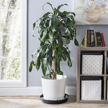 Saucers 12 Inch (10.1 Inch Base) Case of 5 Plant Saucers - Black Colored Polypropylene Made in USA