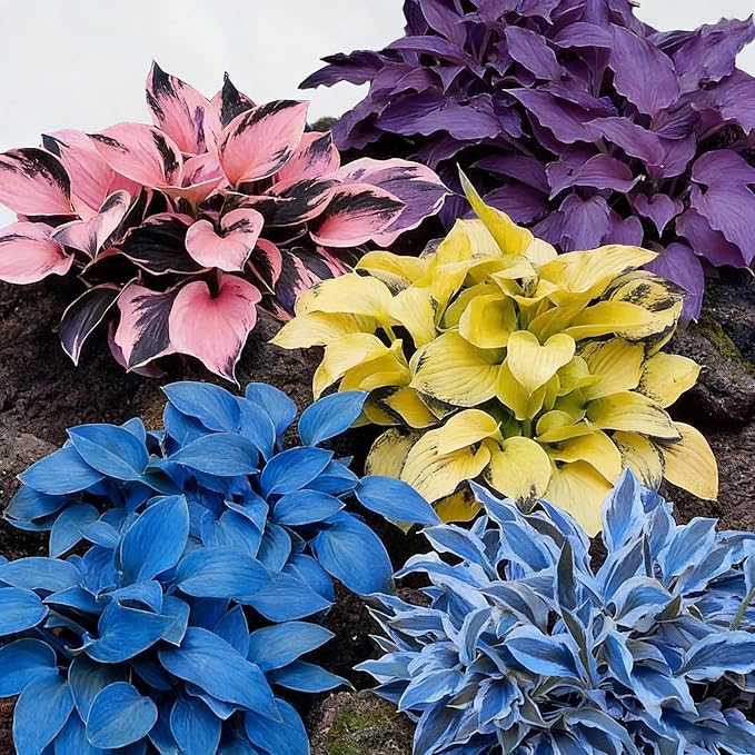 Hosta Seeds for Planting, 110+ Mixed Color Perennial Hosta Seed, Heirloom Non-GMO Hosta Seeds for Bonsai Decoration, Home Garden