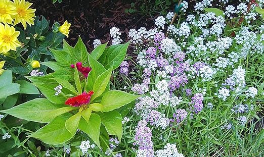 TeaDrops Organic All Purpose Plant Fertilizer – 16 Liquid Indoor House Plant Food Packets – Make up to 32 Gallons (Easy use in Watering Can & Containers, Ecofriendly)