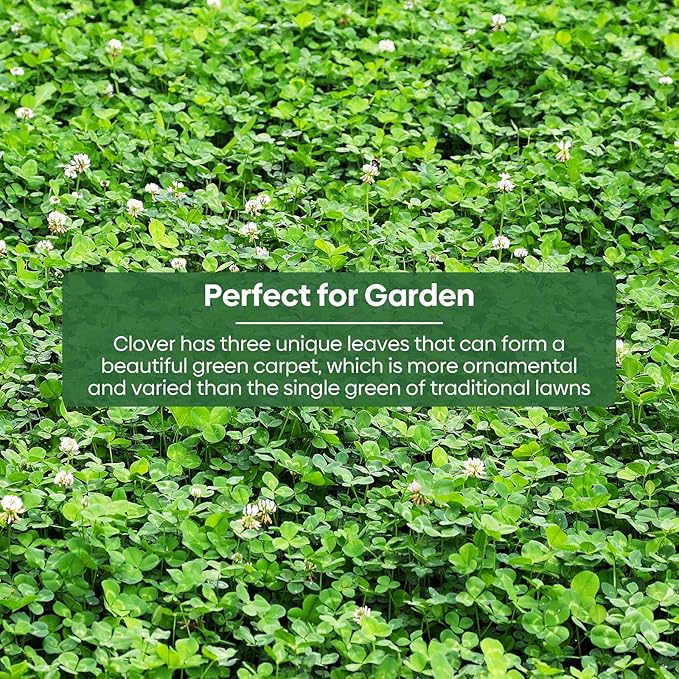 Mini White Clover Seeds 1LB, 4-6 inch Tall Perennial Dwarf Dutch Clover Trifolium Repens, Low-Maintenance, Ground Cover Small Green Leaf, Nitro Coated and Inoculated, USDA Zones 3-10