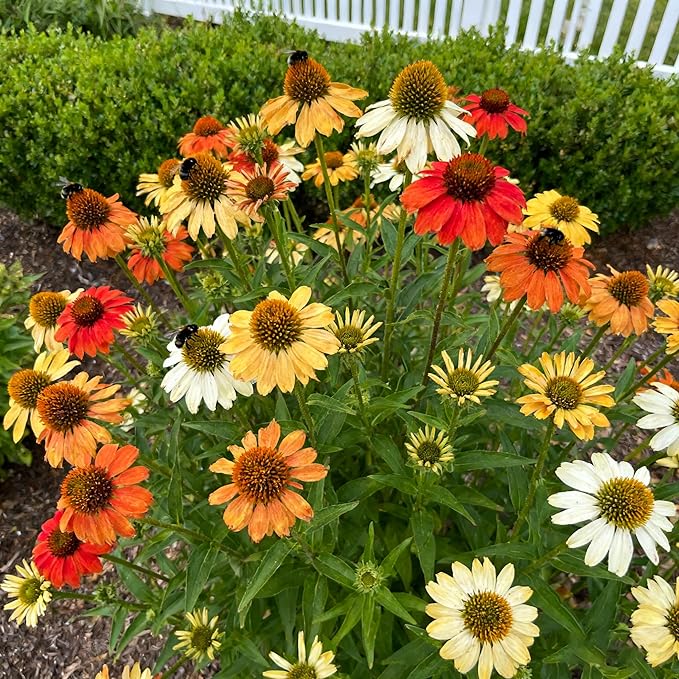 1000+ Echinacea Purpurea Seeds for Planting, Mixed Color Echinacea Coneflower Seeds, Perennial Cone Flower Seed for Home Garden, Potted Decoration