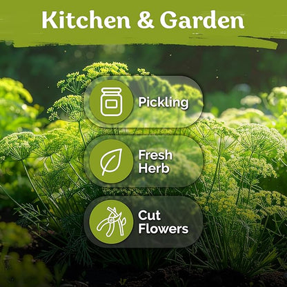 KVITER 1250 Dill Seeds for Planting (Anethum graveolens) - Bouquet Dill, Early Flowering, Strong Aroma, Non Gmo Seed Packets - Heirloom Herb Seeds for Outdoor & Indoor Garden, Raised Beds & Containers