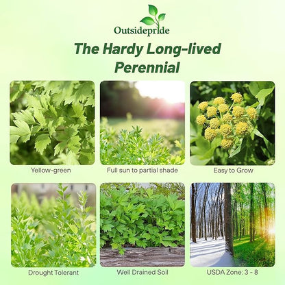 Outsidepride Lovage Vegetable Seeds - 1000 Pcs. Perennial, Easy to Grow & Drought-Tolerant, Herb Seeds for Planting Edible & Vibrant Yellow-Green Blooms, Great for Xeriscaping & Pollinator Gardens
