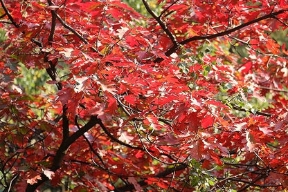 TomorrowSeeds - Red Oak Tree Seeds - 15+ Count - for 2026 Planting Quercus Rubra Borealis American Leaf Purple Maple Northern Virginia Birch Beech Acorn Landscape Trees Perennial Grow Your Own Home