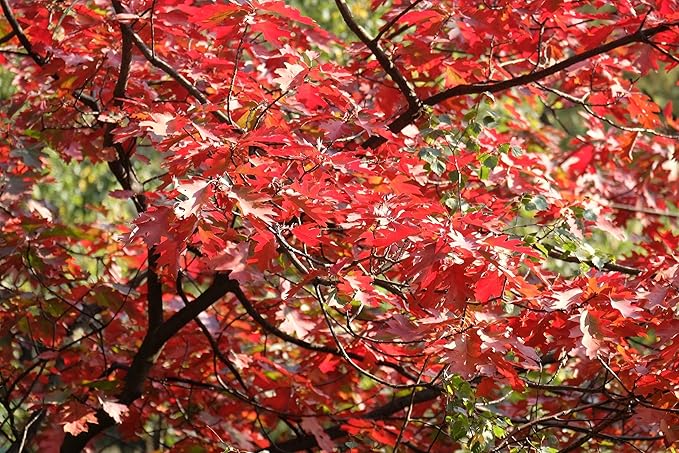 TomorrowSeeds - Red Oak Tree Seeds - 5+ Count - for 2026 Planting Quercus Rubra Borealis American Leaf Purple Maple Northern Virginia Birch Beech Acorn Landscape Trees Perennial Grow Your Own Home