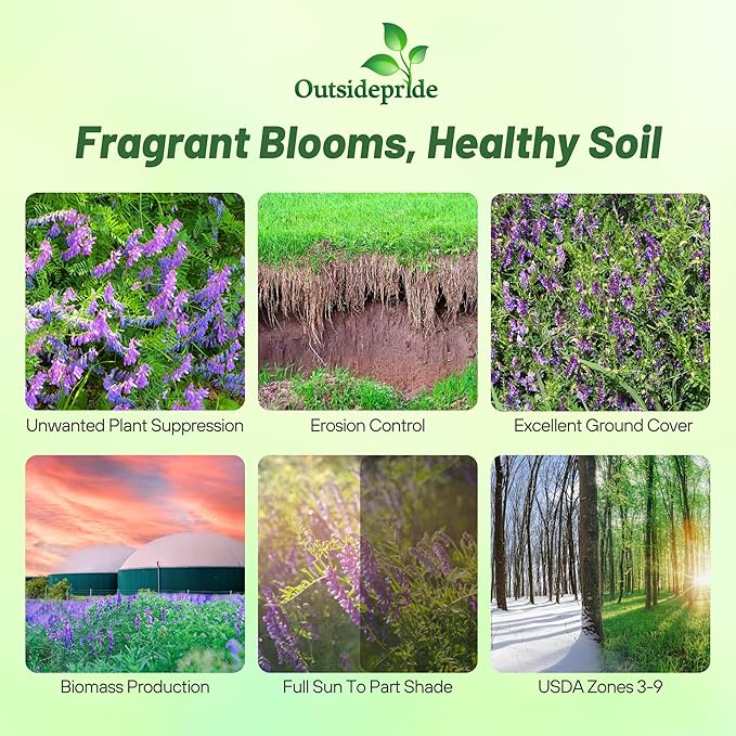 Outsidepride Hairy Vetch Cover Crop Seeds - 50 Lbs Cold Tolerant, Winter Hardy - Ideal for Soil Improvement, Green Pasture, Hay & Livestock Forage - Pollinator Friendly Garden Seeds, Ground Cover