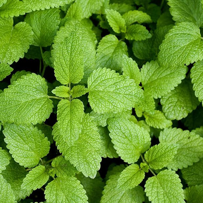 Outsidepride Lemon Bee Balm Seeds - 5,000 Perennial, Easy to Grow & Pollinator Friendly Melissa officinalis Flower Seeds for Planting Mint Scented Leaves & Edible Blooms, Great for Teas & Potpourri
