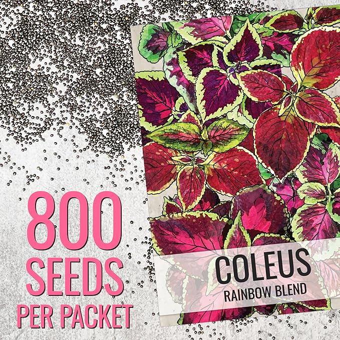 Seed Needs Coleus Seeds for Planting Rainbow Painted Nettle - Heirloom & Open Pollinated Mixed Flower Seed to Grow an Outdoor Butterfly Garden to Attract Pollinators (1 Pack)