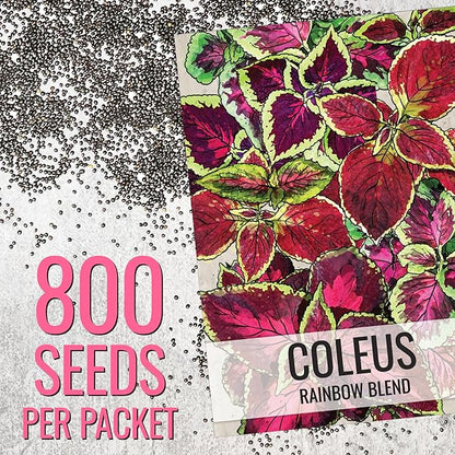 Seed Needs Coleus Seeds for Planting Rainbow Painted Nettle - Heirloom & Open Pollinated Mixed Flower Seed to Grow an Outdoor Butterfly Garden to Attract Pollinators (1 Pack)