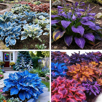 200+ Hosta Seeds for Planting, Perennial Hosta Seed, Attract Pollinators, Non-GMO Beautiful Hosta Seeds for Bonsai Decoration, Home Garden