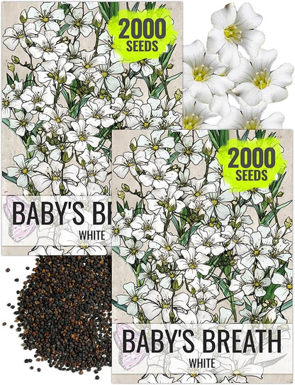 Seed Needs White Baby's Breath Seeds for Planting - Heirloom & Open Pollinated Annual Flowers - Perfect for a Butterfly Garden, Bouquets & Floral Arrangements (2 Packs)