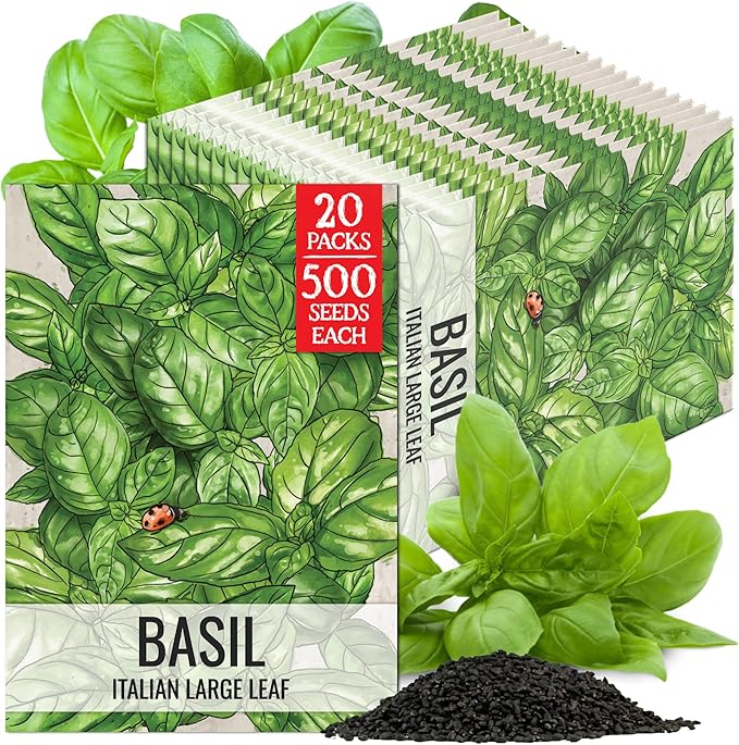 Seed Needs Basil Seeds for Planting Italian Large Leaf Herbs - Non-GMO Heirloom & Untreated - Grow an Indoor or Outdoor Home Grown Herb Garden (20 Packs)