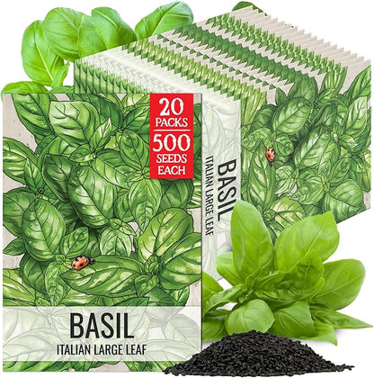 Seed Needs Basil Seeds for Planting Italian Large Leaf Herbs - Non-GMO Heirloom & Untreated - Grow an Indoor or Outdoor Home Grown Herb Garden (20 Packs)