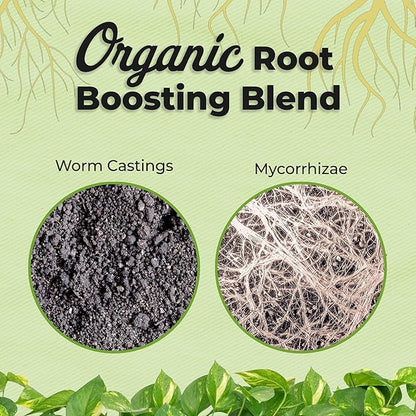Professional Avocado Potting Mix by Perfect Plants | Premium All-Natural Blend for All Tropical Avocado Trees (8Qt)