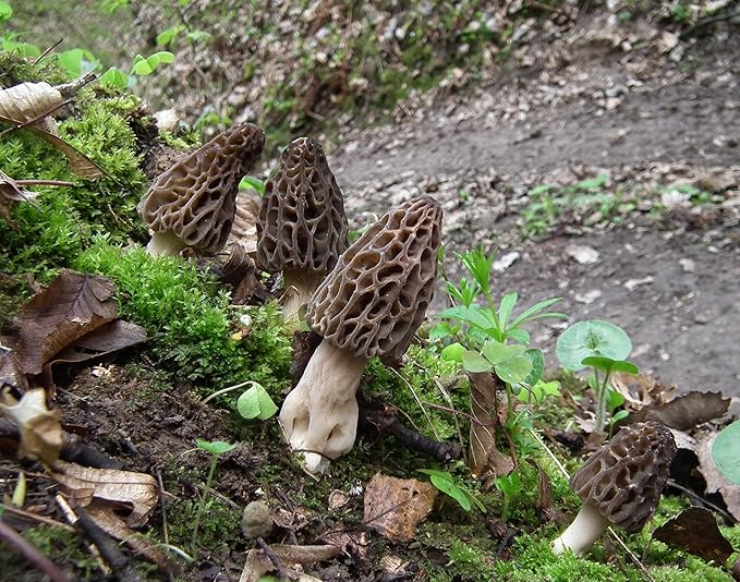 Black Morel Mushrooms Spores Mycelium Non GMO Spawn for Planting