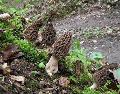 Black Morel Mushrooms Spores Mycelium Non GMO Spawn for Planting