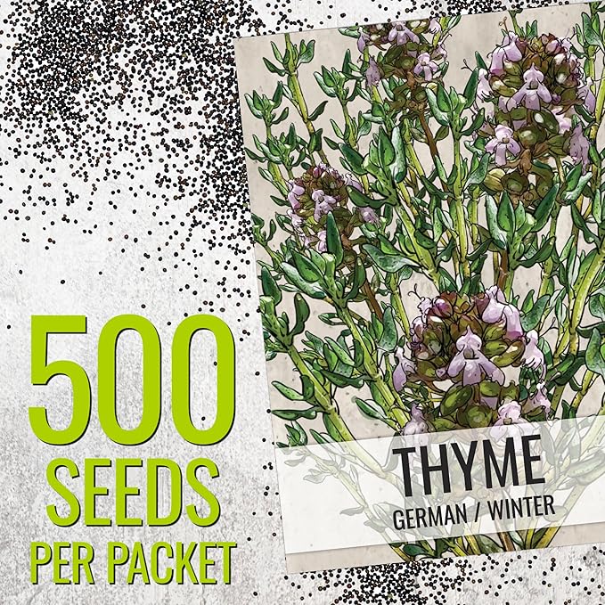 Seed Needs Thyme Seeds for Planting - Non-GMO Heirloom & Untreated Perennial Herb Seed to Plant a Culinary Kitchen Garden Indoors or Outdoors (1 Pack)