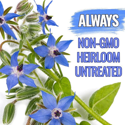Seed Needs Blue Borage Seeds for Planting Herb Seed | 2,000+ Heirloom Seeds Non GMO Untreated | 1.5 Ounce Bulk Pouch Borage Flower Seed | Blue Edible Star Flowers Attracts Pollinators