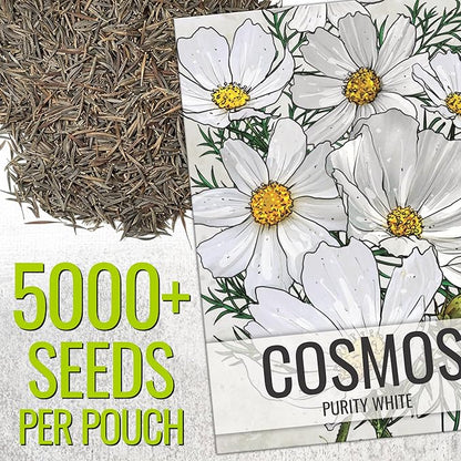 Seed Needs Cosmos Seeds White Purity Variety Flowering Seed | 5,000+ Heirloom Seeds Cosmo Bipinnatus Wildflowers | Large White Blooms Attract Butterflies & Pollinators | Bulk